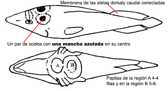 Lepadogaster purpurea_01.jpg